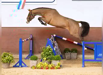 Holsteiner, Jument, 3 Ans, Bai