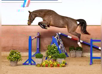 Holsteiner, Jument, 3 Ans, Bai