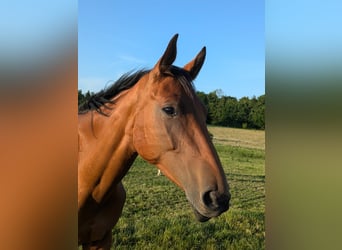 Holsteiner, Jument, 3 Ans, Bai