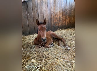 Holsteiner, Jument, 3 Ans, Bai