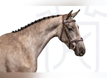 Holsteiner, Jument, 3 Ans, Gris