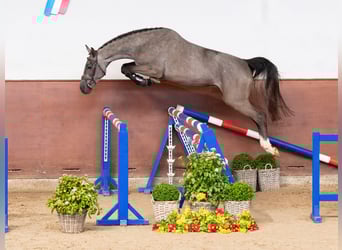 Holsteiner, Jument, 3 Ans, Gris