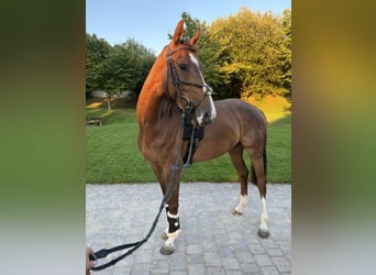 Holsteiner, Jument, 4 Ans, 155 cm, Alezan