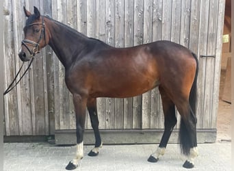Holsteiner, Jument, 4 Ans, 160 cm, Bai