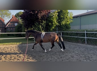 Holsteiner, Jument, 4 Ans, 161 cm, Bai brun