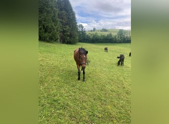 Holsteiner, Jument, 4 Ans, 163 cm, Bai