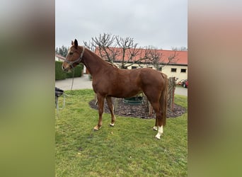 Holsteiner, Jument, 4 Ans, 165 cm, Alezan