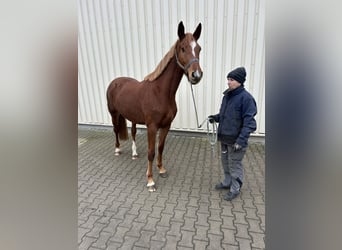 Holsteiner, Jument, 4 Ans, 165 cm, Alezan