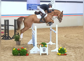 Holsteiner, Jument, 4 Ans, 165 cm, Alezan