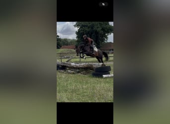 Holsteiner, Jument, 4 Ans, 165 cm, Bai brun
