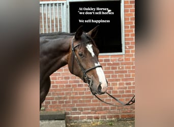 Holsteiner, Jument, 4 Ans, 165 cm, Bai brun