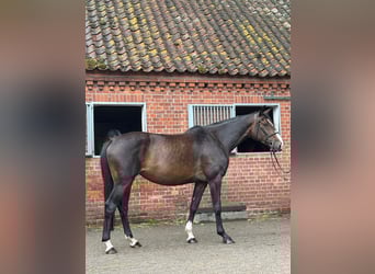 Holsteiner, Jument, 4 Ans, 165 cm, Bai brun