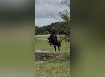 Holsteiner, Jument, 4 Ans, 165 cm, Bai brun