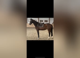 Holsteiner, Jument, 4 Ans, 165 cm, Bai brun