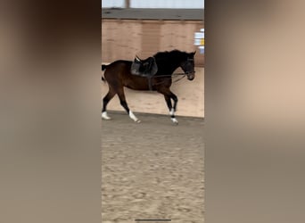 Holsteiner, Jument, 4 Ans, 165 cm, Bai brun