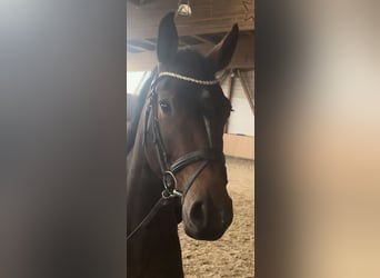 Holsteiner, Jument, 4 Ans, 165 cm, Bai brun
