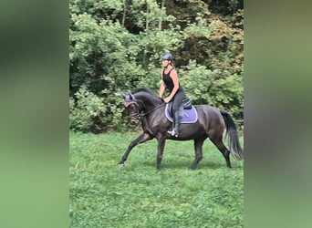 Holsteiner, Jument, 4 Ans, 165 cm, Bai brun foncé