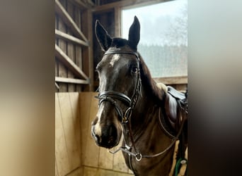 Holsteiner, Jument, 4 Ans, 165 cm, Bai brun foncé