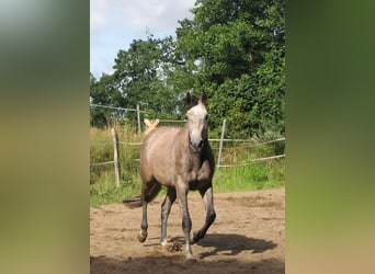 Holsteiner, Jument, 4 Ans, 165 cm, Gris