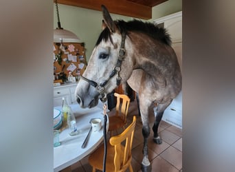 Holsteiner, Jument, 4 Ans, 165 cm, Gris