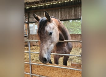 Holsteiner, Jument, 4 Ans, 165 cm, Gris