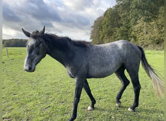 Holsteiner, Jument, 4 Ans, 165 cm, Gris