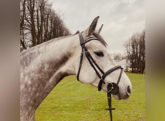 Holsteiner, Jument, 4 Ans, 165 cm, Gris