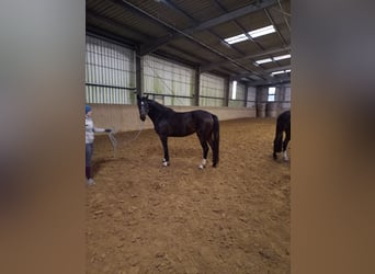 Holsteiner, Jument, 4 Ans, 166 cm, Bai brun