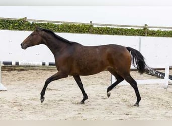 Holsteiner, Jument, 4 Ans, 166 cm, Bai