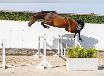 Holsteiner, Jument, 4 Ans, 166 cm, Bai