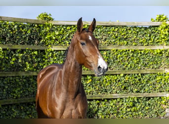 Holsteiner, Jument, 4 Ans, 166 cm, Bai