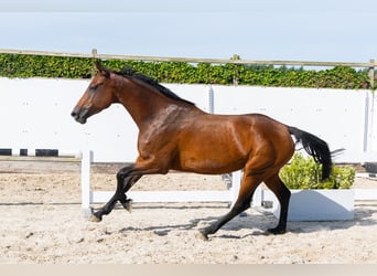Holsteiner, Jument, 4 Ans, 166 cm, Bai