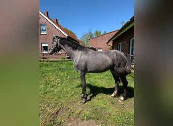 Holsteiner, Jument, 4 Ans, 166 cm, Rouan bleu