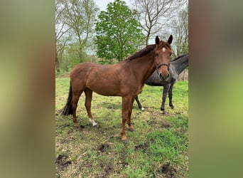 Holsteiner, Jument, 4 Ans, 166 cm, Rouan bleu