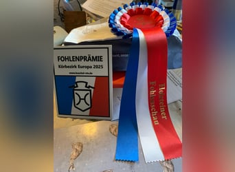 Holsteiner, Jument, 4 Ans, 166 cm, Rouan bleu