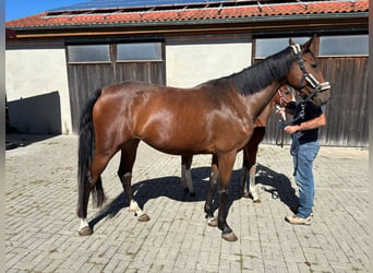 Holsteiner, Jument, 4 Ans, 167 cm, Bai