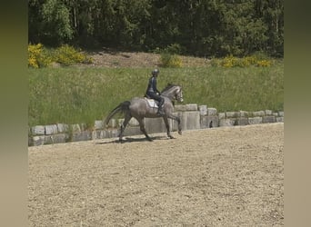 Holsteiner, Jument, 4 Ans, 167 cm, Gris