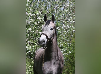 Holsteiner, Jument, 4 Ans, 167 cm, Gris
