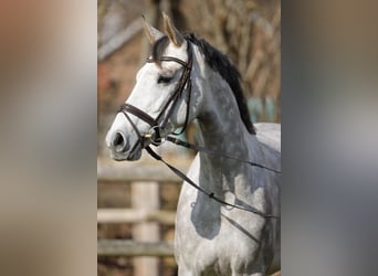 Holsteiner, Jument, 4 Ans, 167 cm, Gris