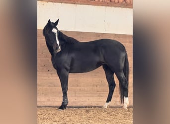 Holsteiner, Jument, 4 Ans, 168 cm, Bai brun