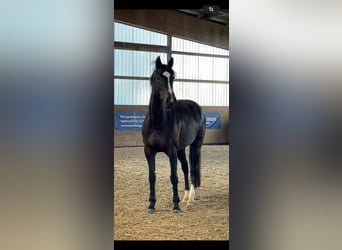 Holsteiner, Jument, 4 Ans, 168 cm, Bai brun