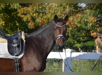 Holsteiner, Jument, 4 Ans, 168 cm, Bai