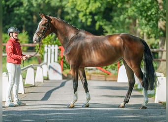 Holsteiner, Jument, 4 Ans, 168 cm, Bai