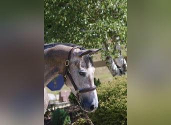 Holsteiner, Jument, 4 Ans, 168 cm