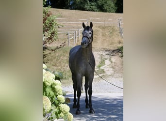 Holsteiner, Jument, 4 Ans, 168 cm