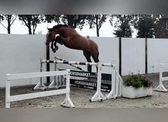 Holsteiner, Jument, 4 Ans, 168 cm, Noir