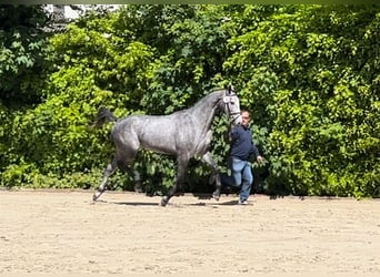 Holsteiner, Jument, 4 Ans, 169 cm, Gris