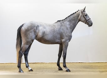 Holsteiner, Jument, 4 Ans, 169 cm, Gris