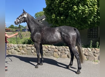 Holsteiner, Jument, 4 Ans, 170 cm, Gris