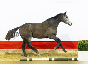 Holsteiner, Jument, 4 Ans, 173 cm, Gris